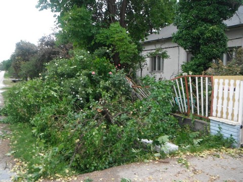 Lakhz kertst s egy hirdet tblt is megronglt az a fag, amely Srbogrdon, a Tompa Mihly utca egyik kertjben szakadt le.