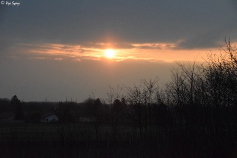 Cignvrosi naplemente (fot: Vigh Gyrgy)