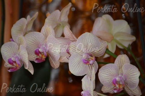 Orchidea s bromlia killts (fot: Vigh Gyrgy)