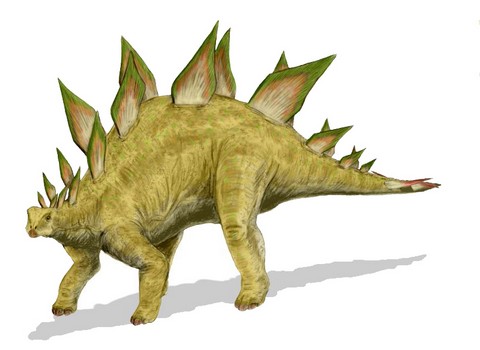 Stegosaurus: j fajtjt fedeztk fel